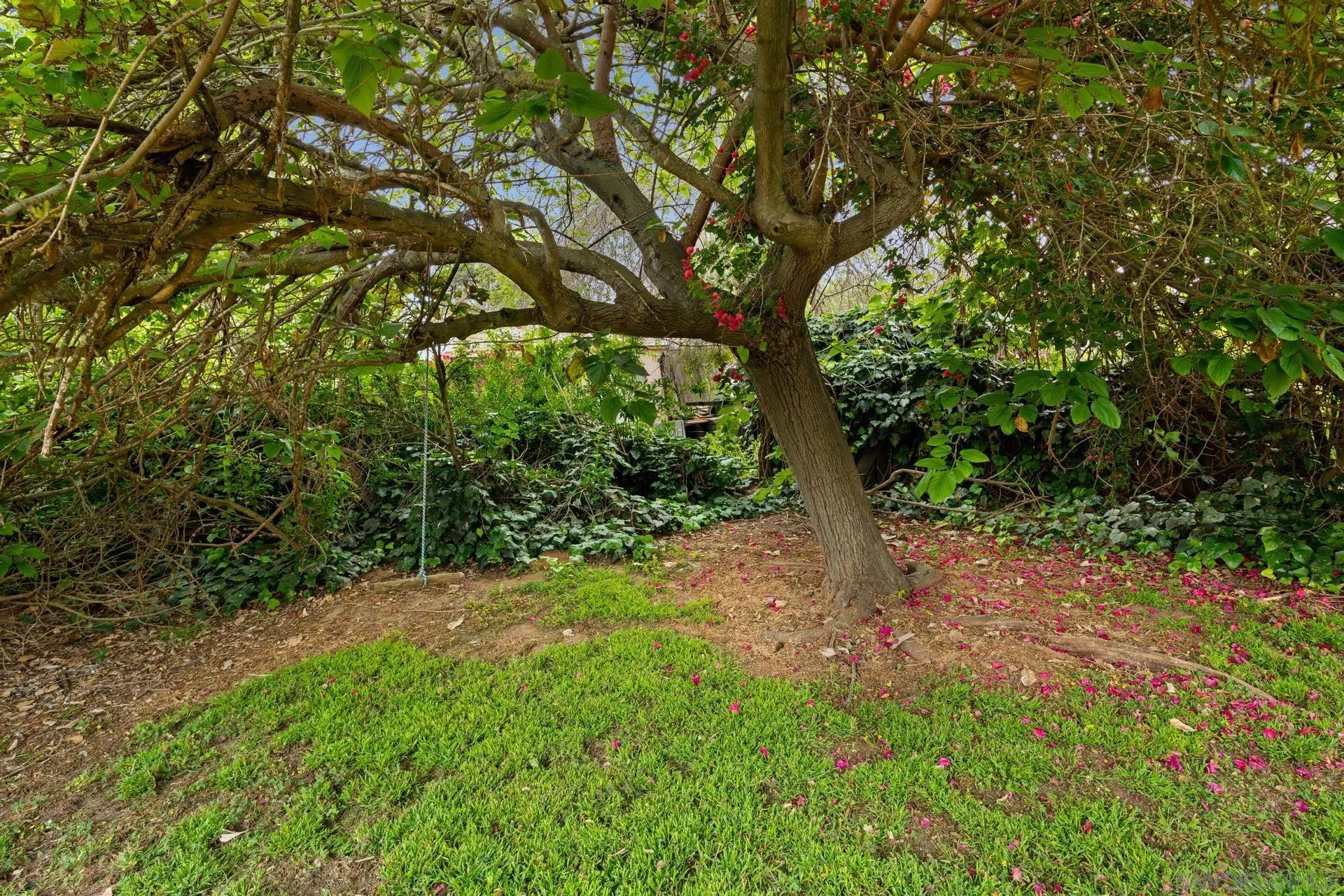916 Crest Drive Encinitas, CA 92024 - Photo 11 of 47 a view of a yard with large trees