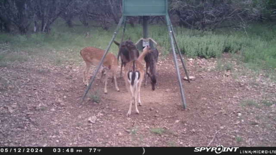 419 Yellowstone Lane Hunt, TX 78024 - Photo 11 of 74