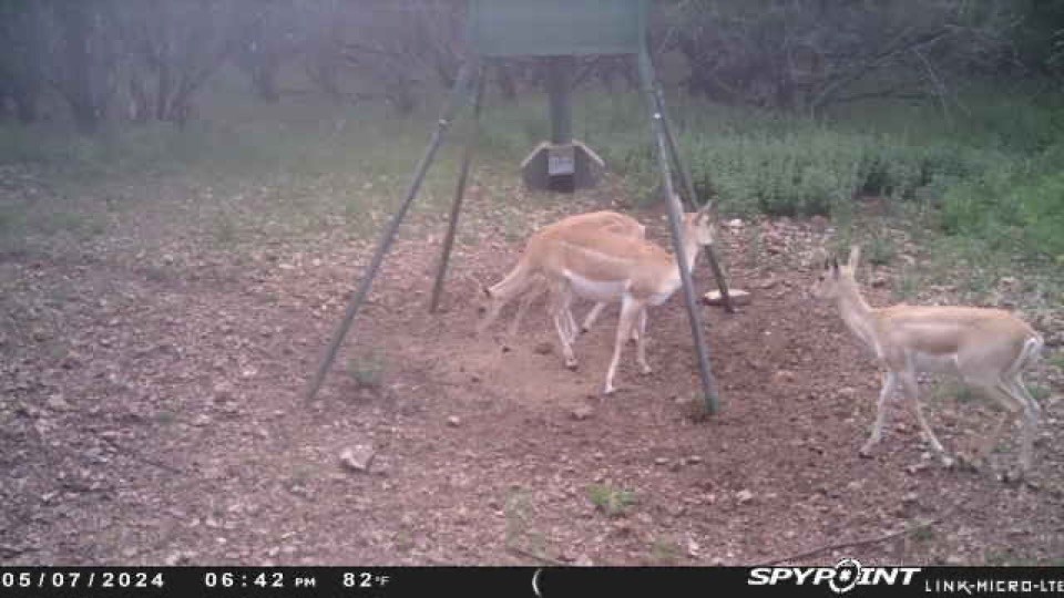 419 Yellowstone Lane Hunt, TX 78024 - Photo 21 of 74