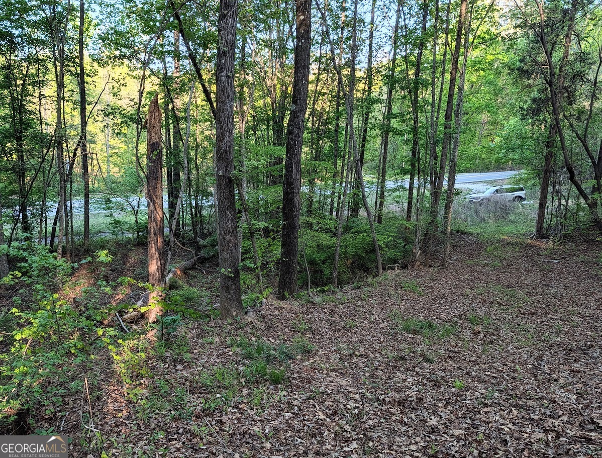 0 Ga Hwy 116 Hamilton, GA 31811 - Photo 2 of 20 a view of a forest that has large trees