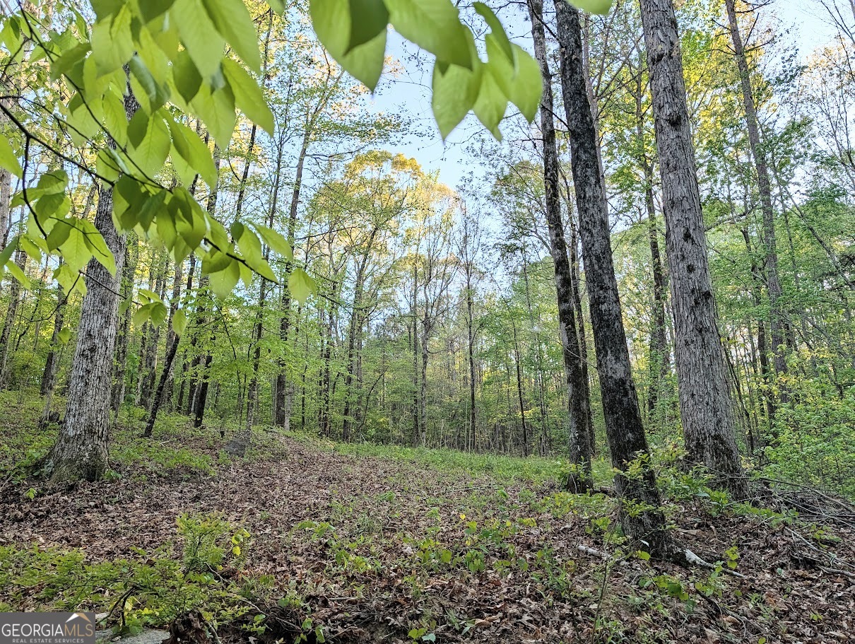 0 Ga Hwy 116 Hamilton, GA 31811 - Photo 5 of 20 a view of a lush green forest