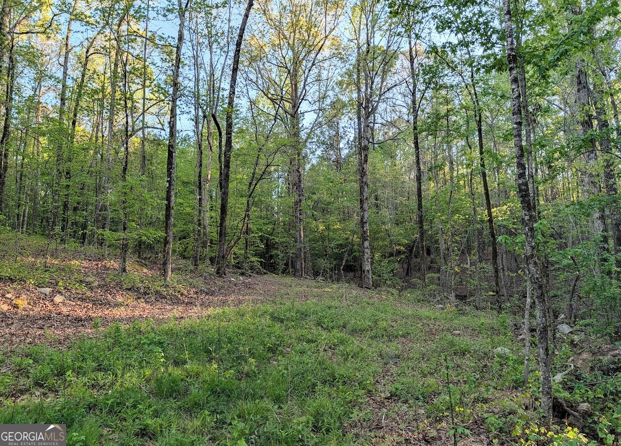 0 Ga Hwy 116 Hamilton, GA 31811 - Photo 6 of 20 a view of outdoor space with trees all around
