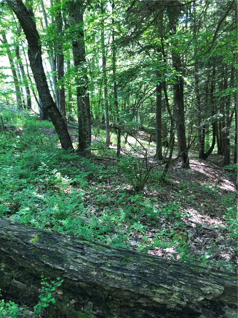 Dingman Hill Road Bainbridge, NY 13733 - Photo 17 of 21