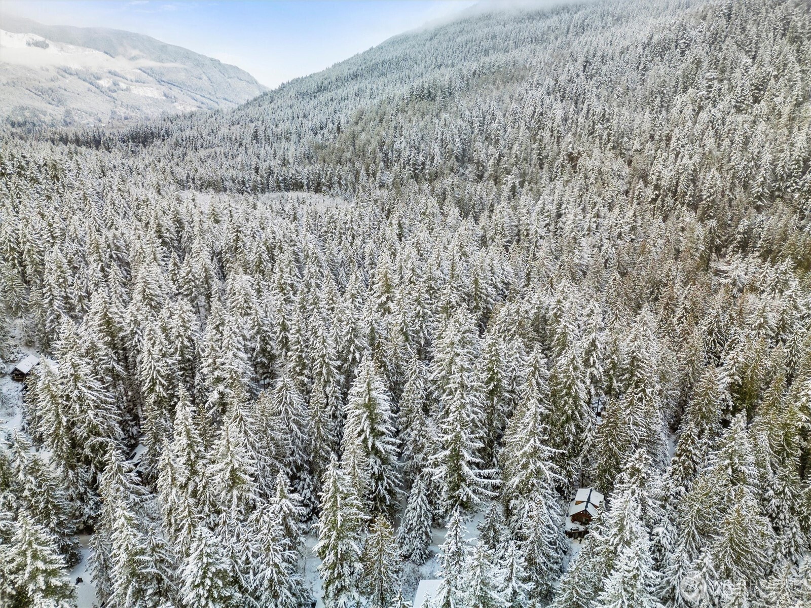 7101 Rainier Way Glacier, WA 98244 - Photo 39 of 40 a view of a dry yard with trees