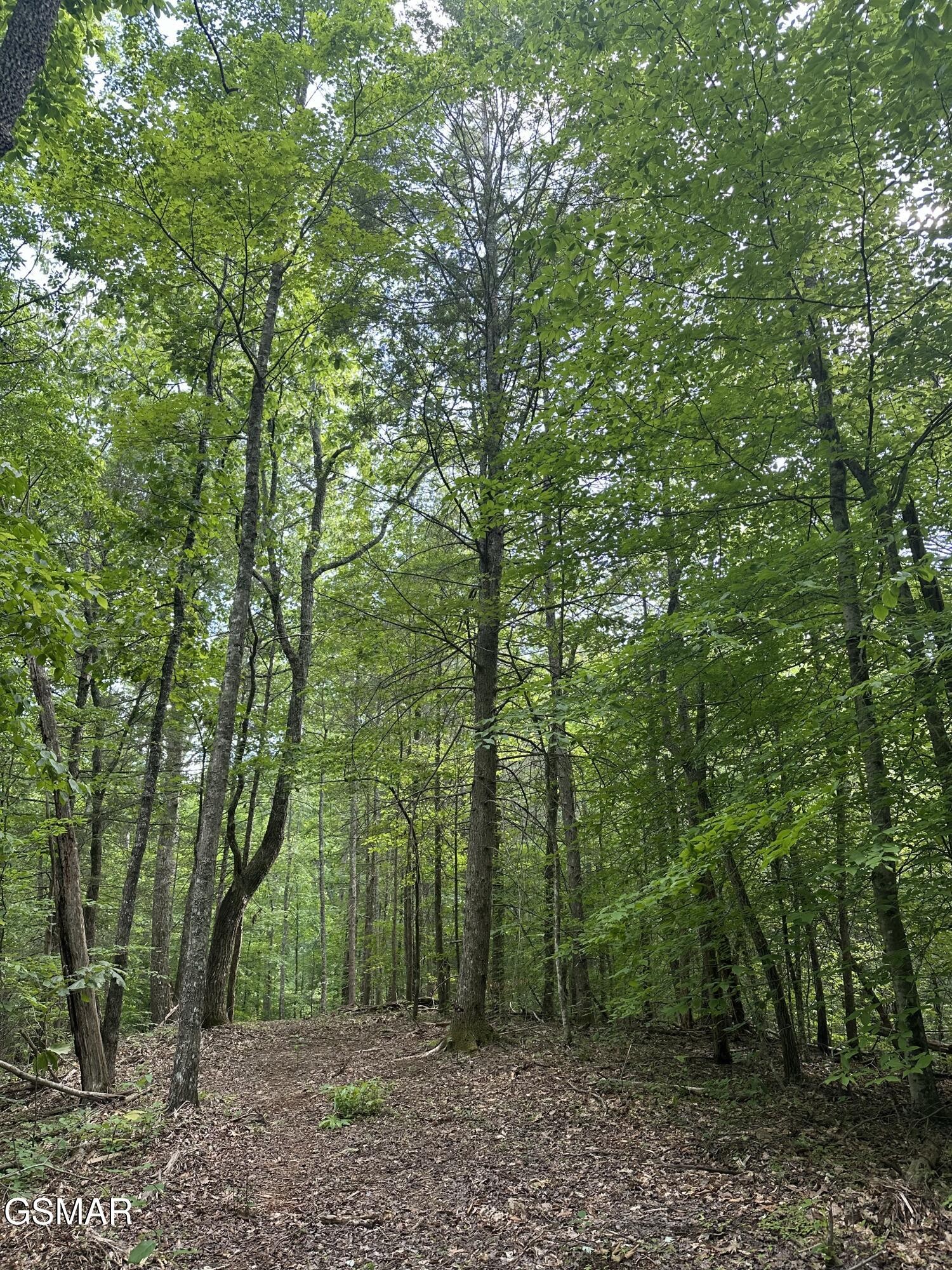 0 Little Bear Road Cosby, TN 37722 - Photo 35 of 46 Gallery Image 35