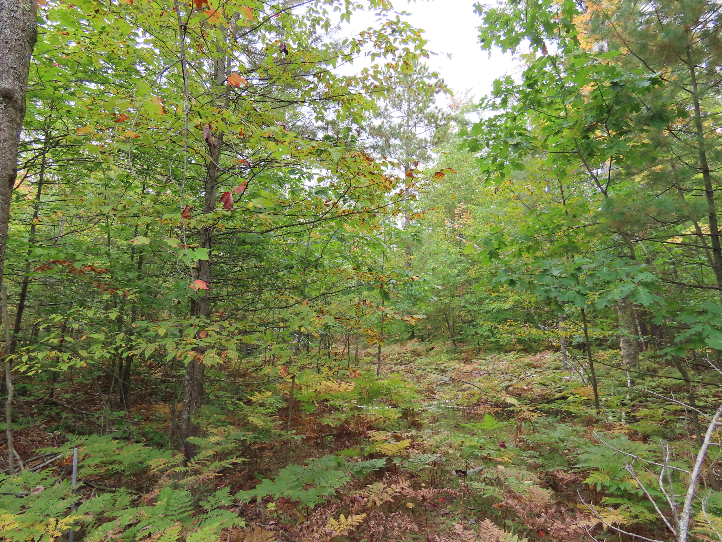 5351 Meaford Road Atlanta, MI 49709 - Photo 47 of 63 woods