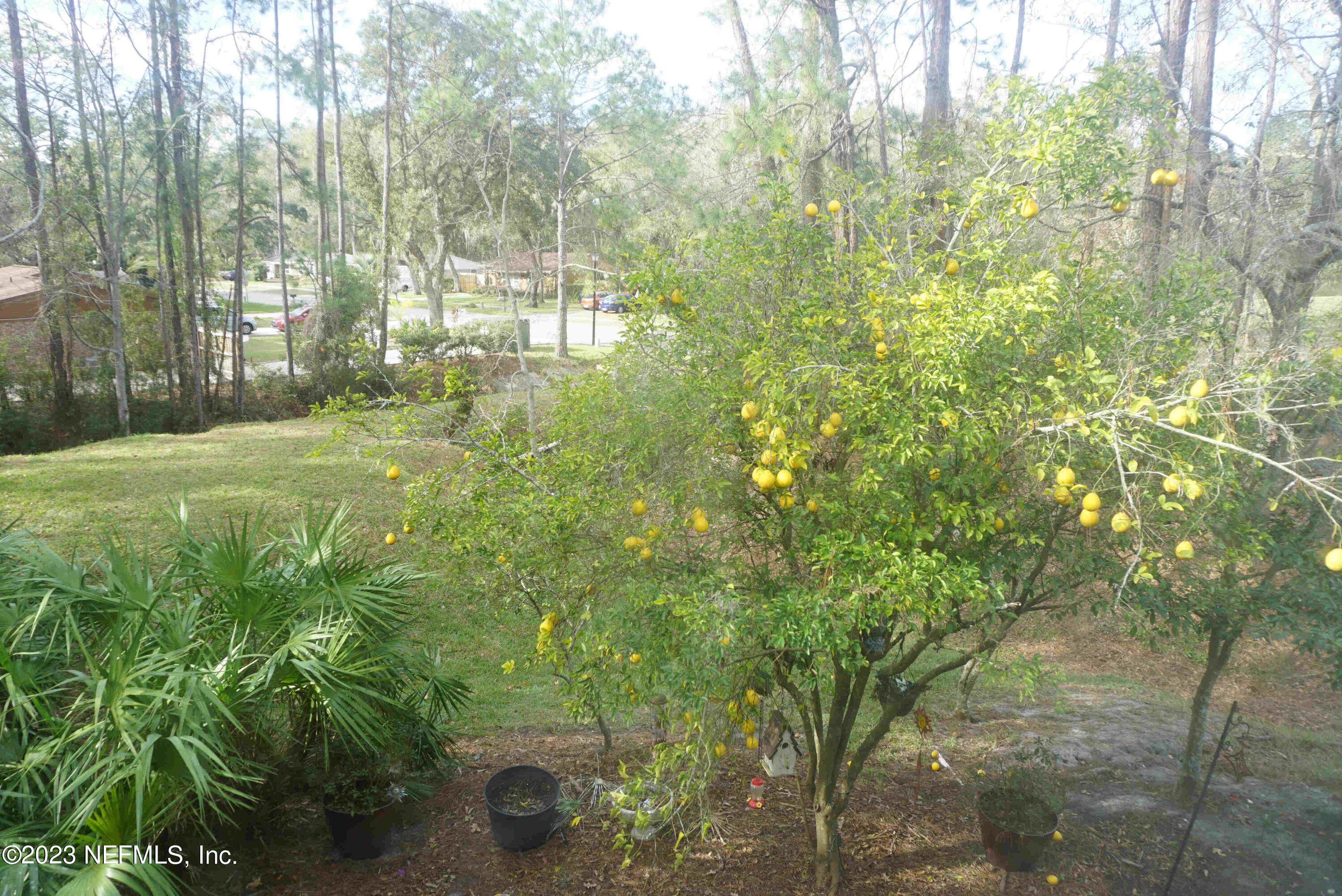 3270 Ricky Drive, Unit 803 Jacksonville, FL 32223 - Photo 16 of 16 a view of a yard with plants and trees