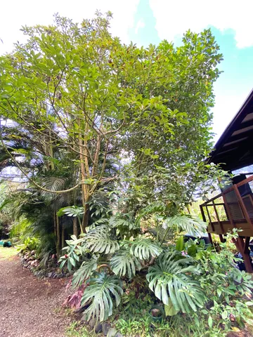 a view of a tree with a tree