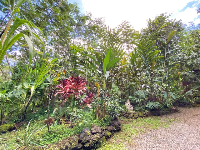 a plant that is in a garden