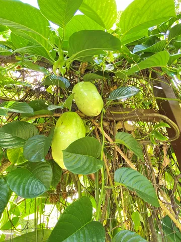 $179,000 | 14-3527 Hawaii Road, Pahoa, HI 96778