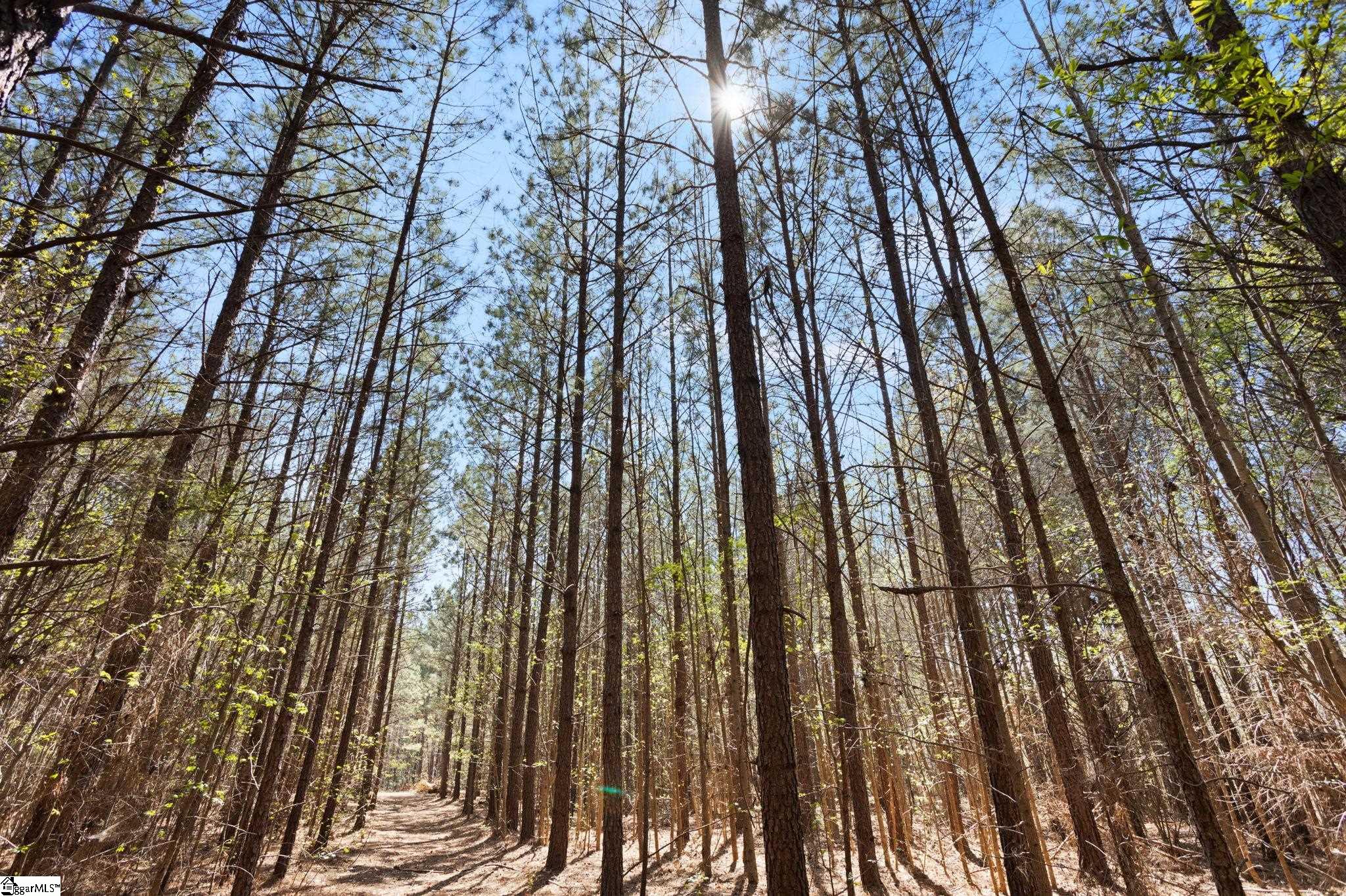 0 Todd Road Gray Court, SC 29645 - Photo 8 of 21