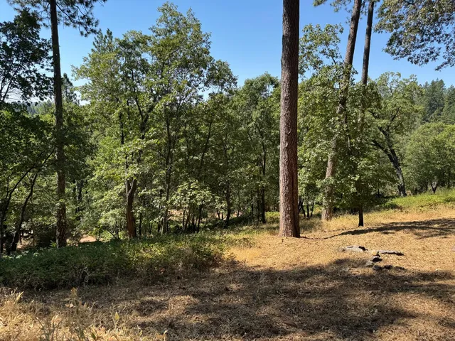 a view of a yard with plants and trees