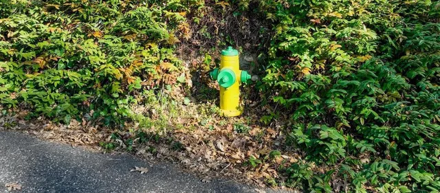 a view of a yard with plants