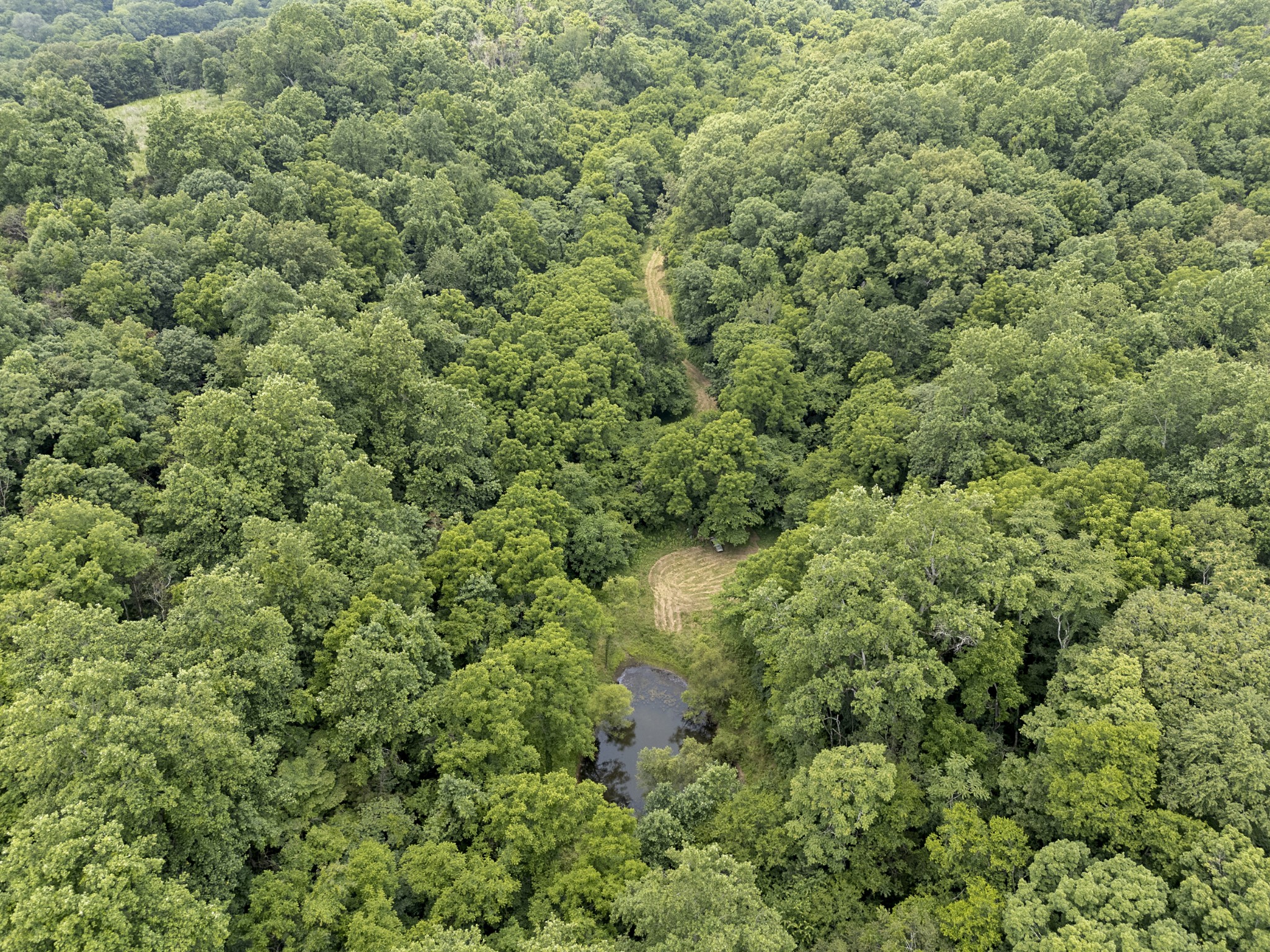 55 Thompson Hollow Road Taft, TN 38488 - Photo 5 of 13 with view of a forest with a houses