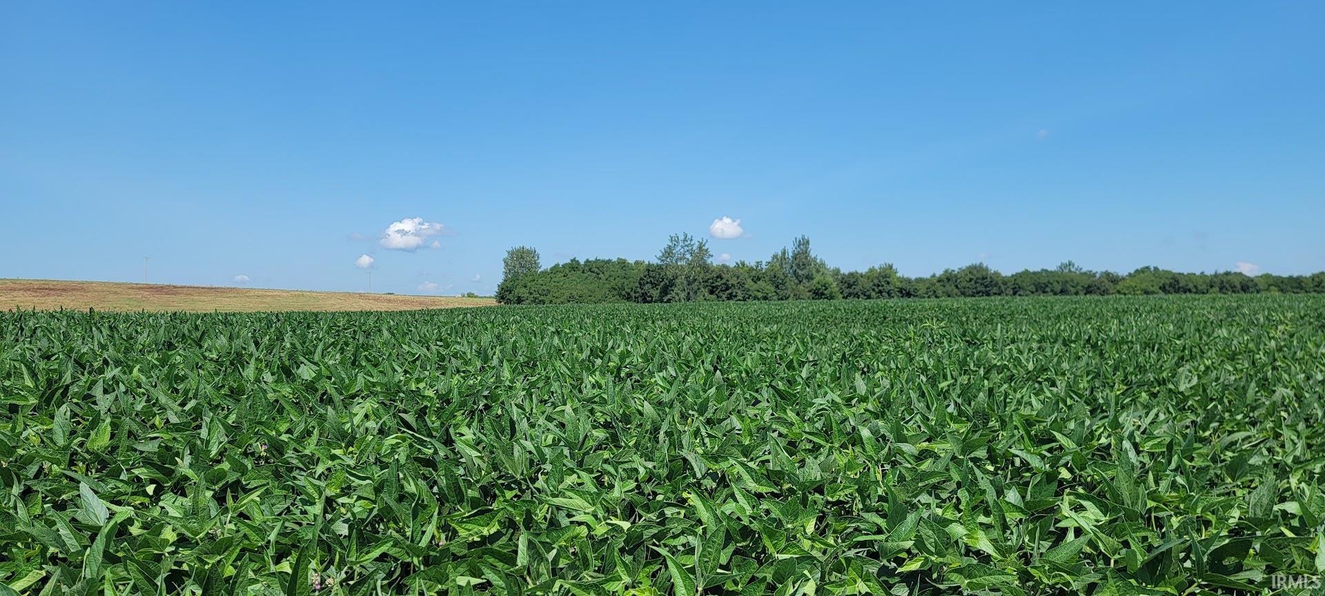 128.9-acres North Wampler Road Bicknell, IN 47512 - Photo 11 of 32 Gallery Image 11