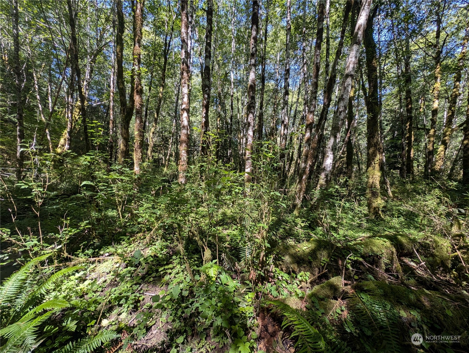 99993 Dowan Creek Road Forks, WA 98331 - Photo 16 of 40
