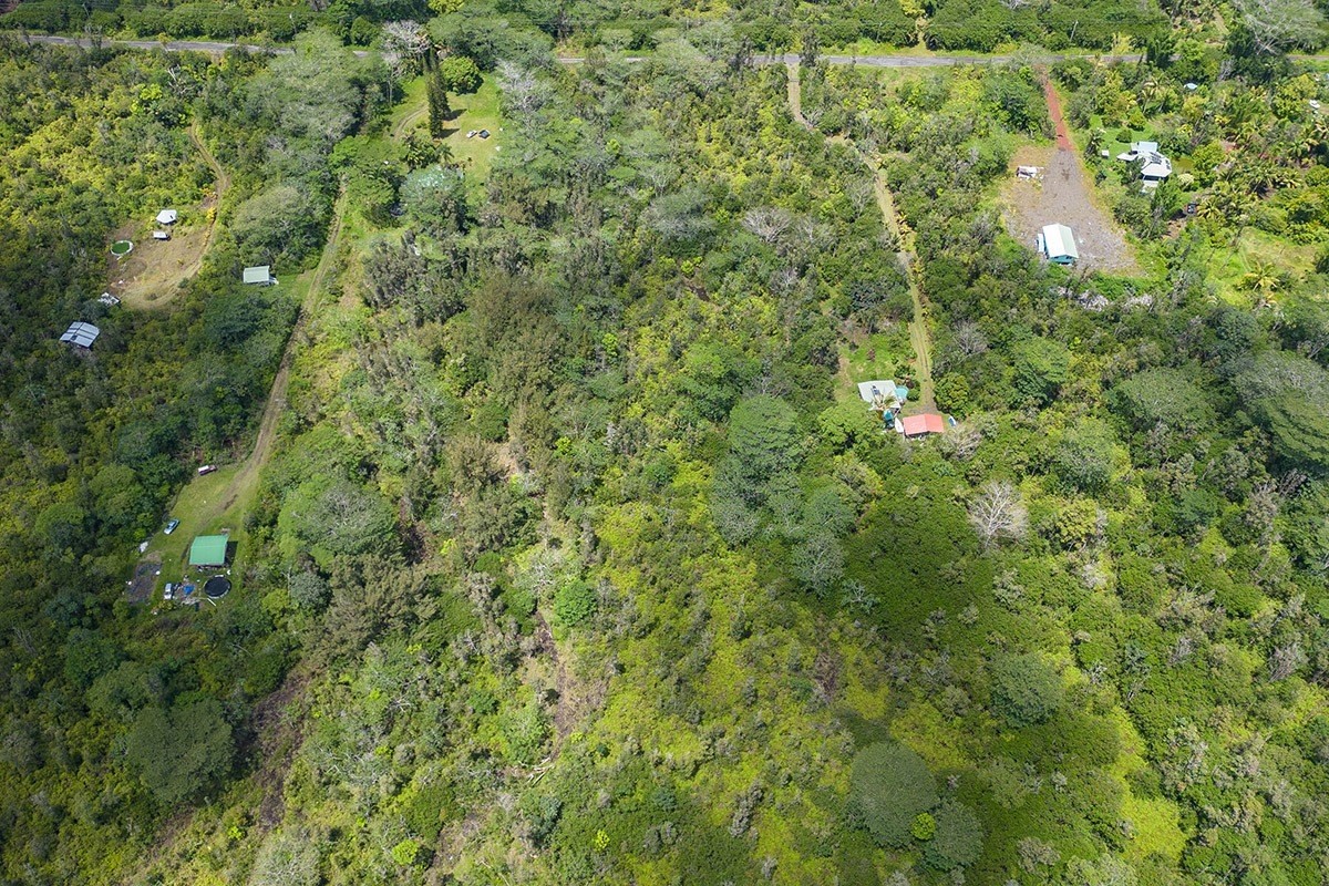 17 40th Avenue Keaau, HI 96749 - Photo 12 of 14 a view of a forest with a tree