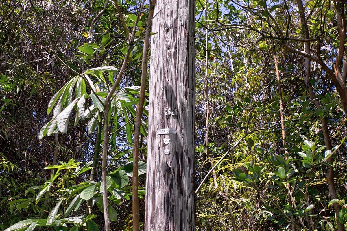 17 40th Avenue Keaau, HI 96749 - Photo 6 of 14 a close up of a plant
