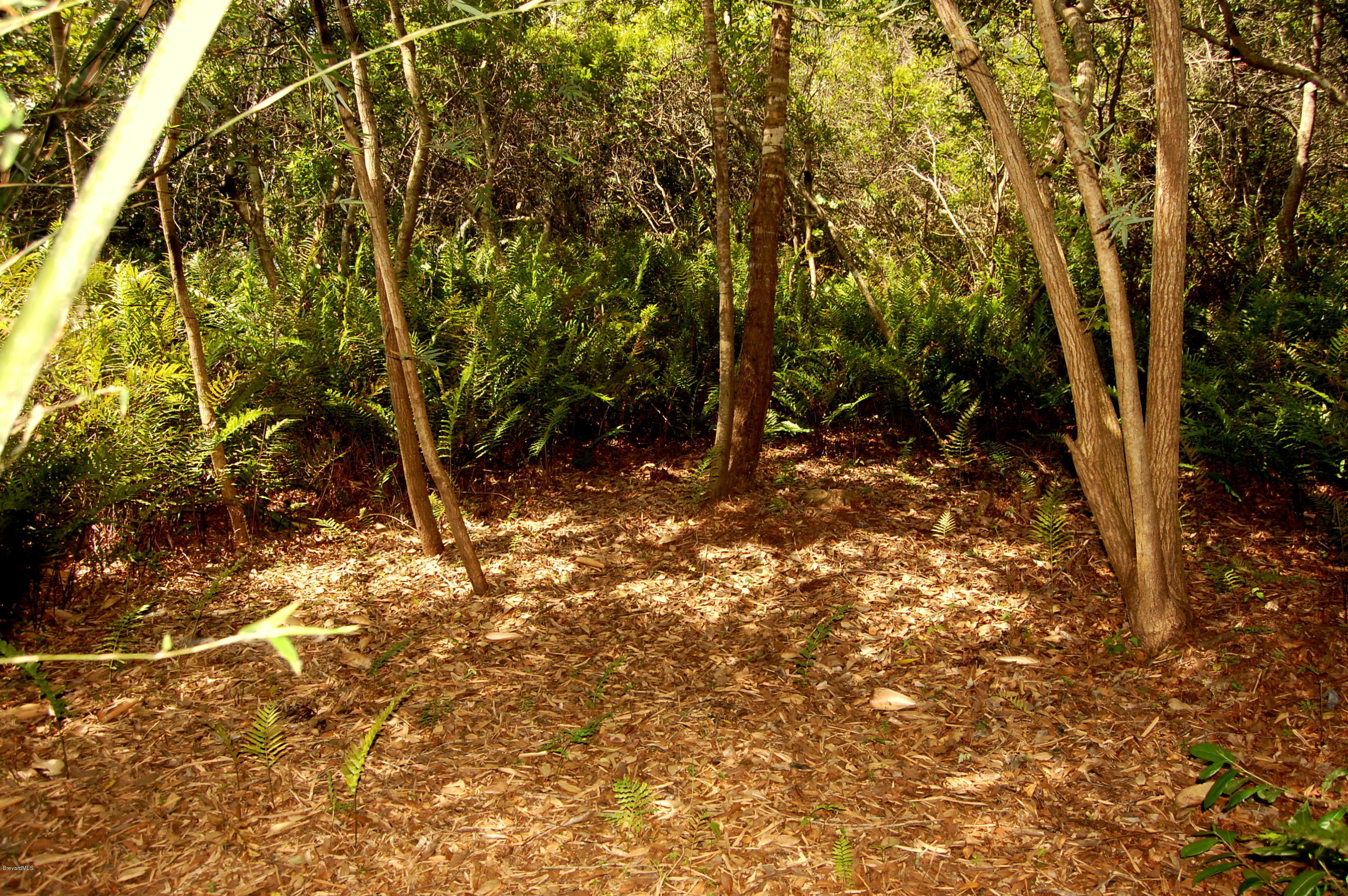 3880 Shady Run Road Melbourne, FL 32934 - Photo 31 of 41 Woods behind Backyard