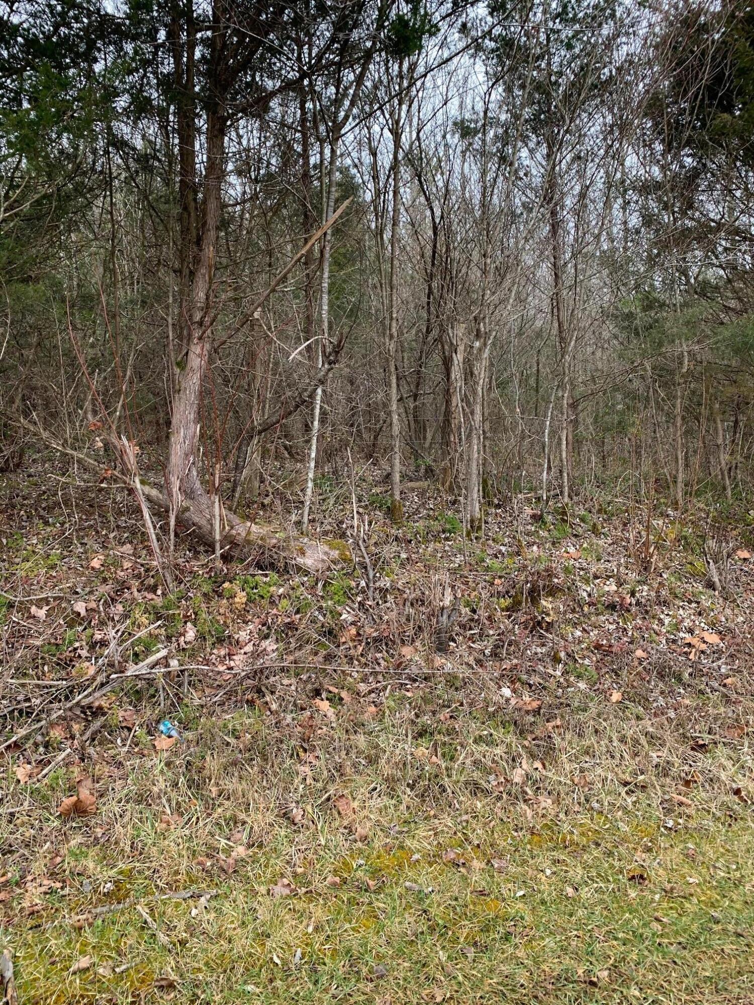Lot 14 Brantley Acres Road Speedwell, TN 37870 - Photo 6 of 11 IMG_7445