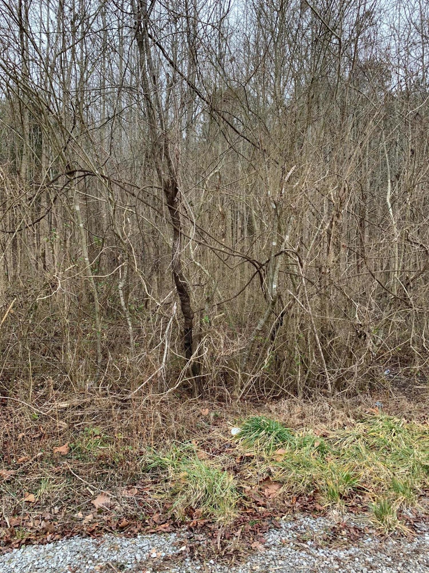 Lot 14 Brantley Acres Road Speedwell, TN 37870 - Photo 7 of 11 IMG_7446
