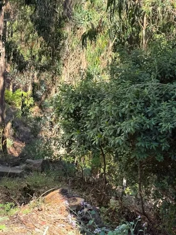 a view of a covered with trees