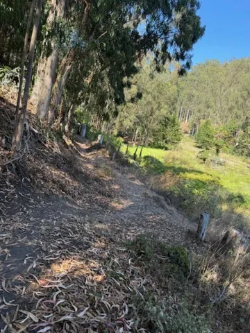 a view of a yard with a tree