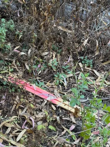 a view of a tree with a tree