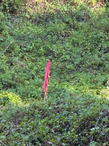 a close up of a tree