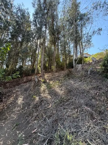 a view of a forest with trees in the background
