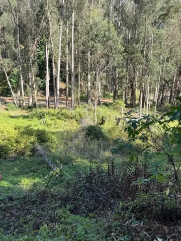 a view of a green yard with large trees