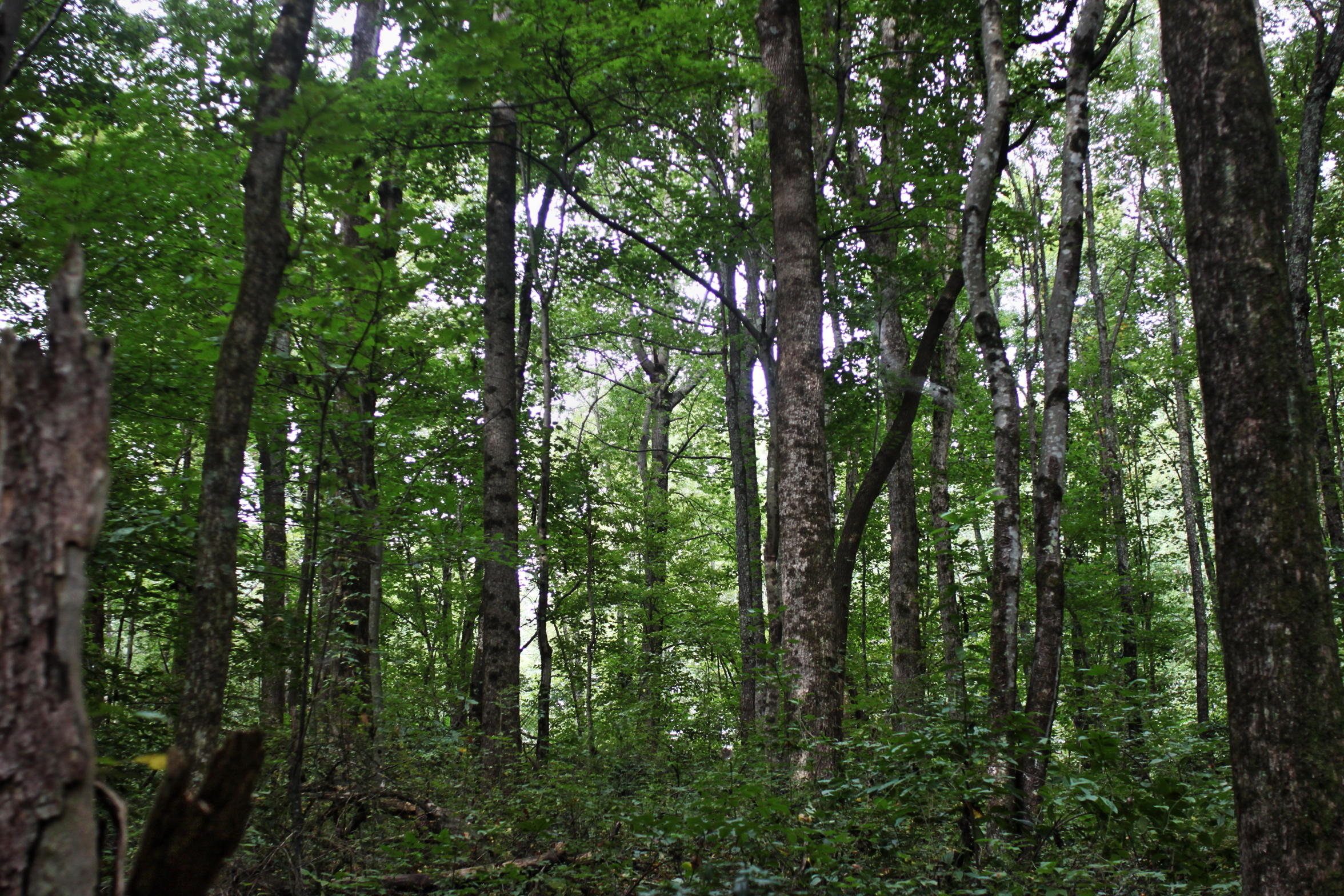 Lot View
