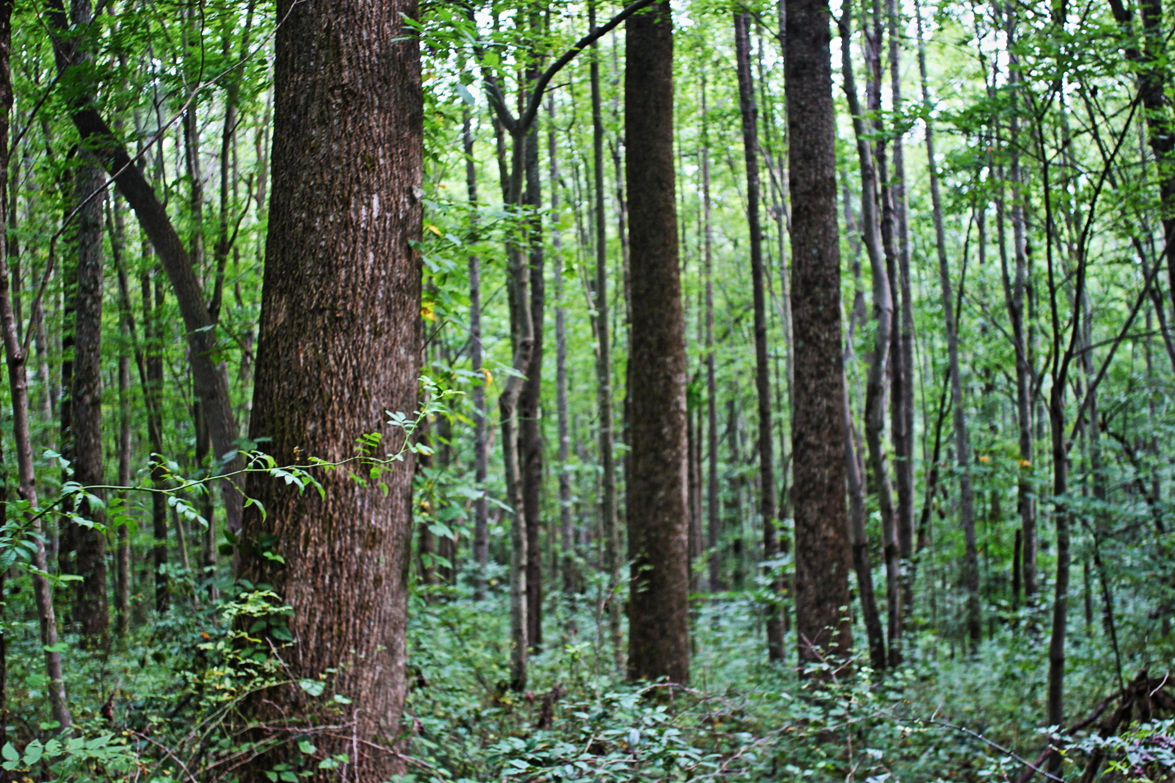 Lot View
