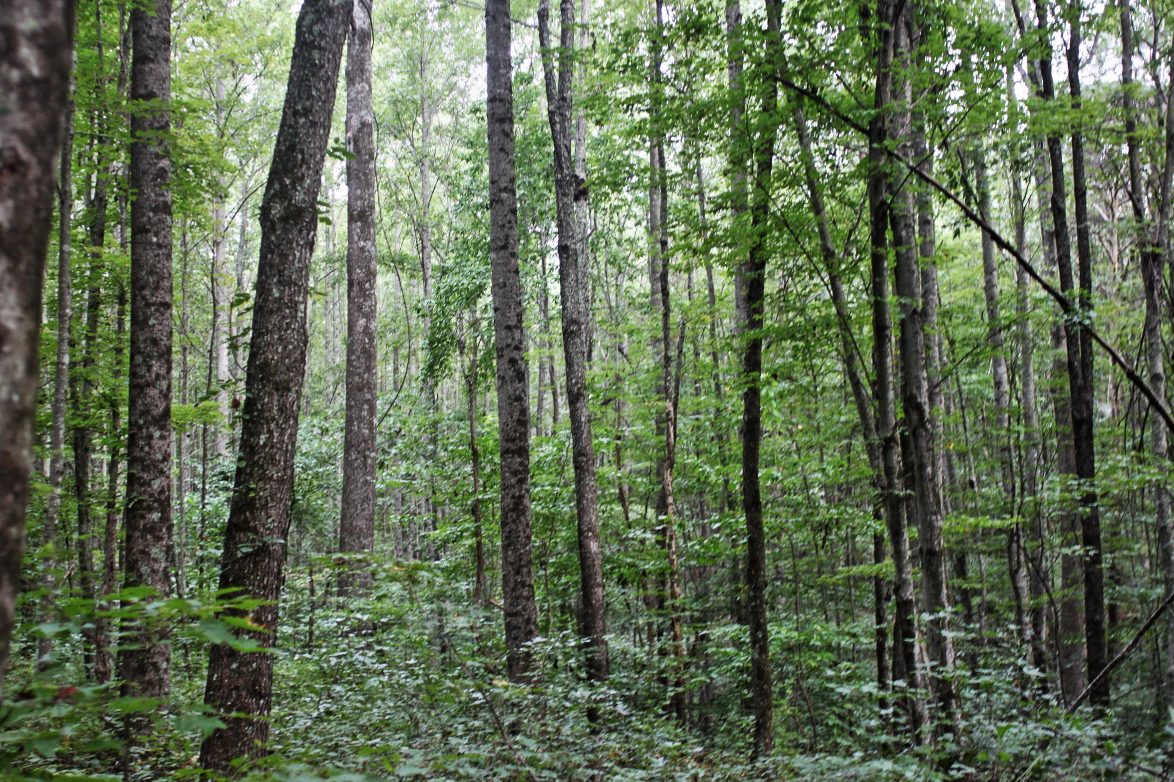 Lot View