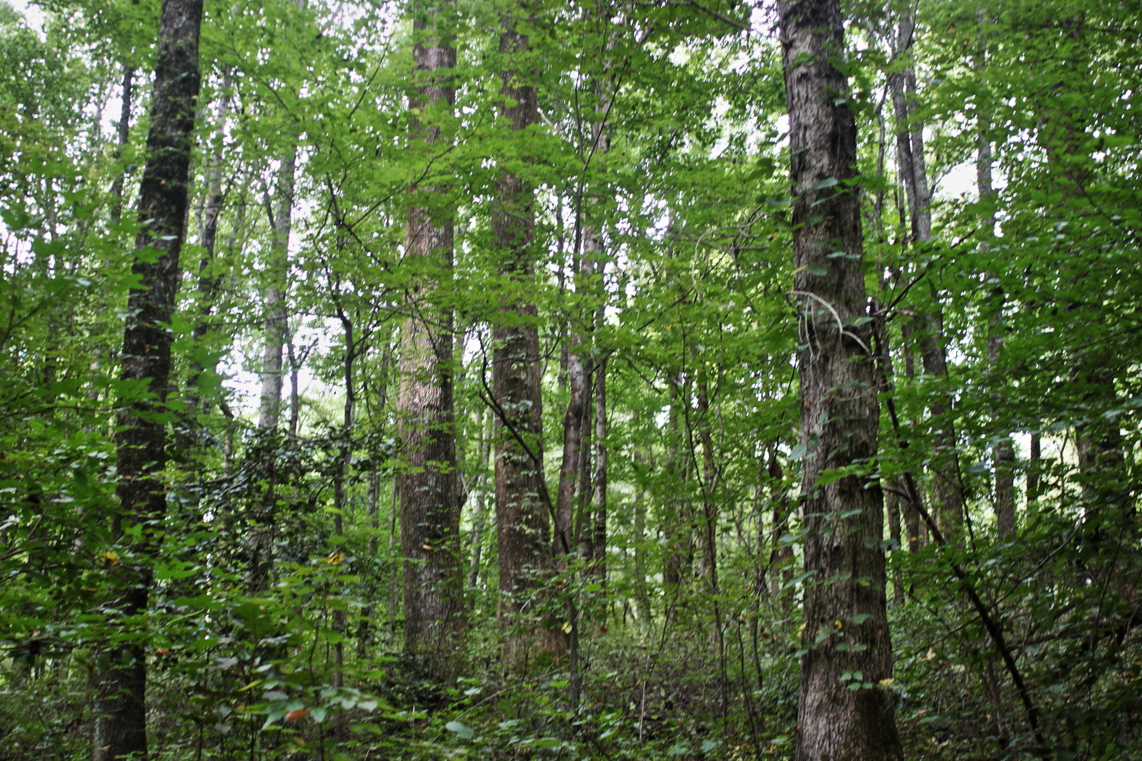 Lot View