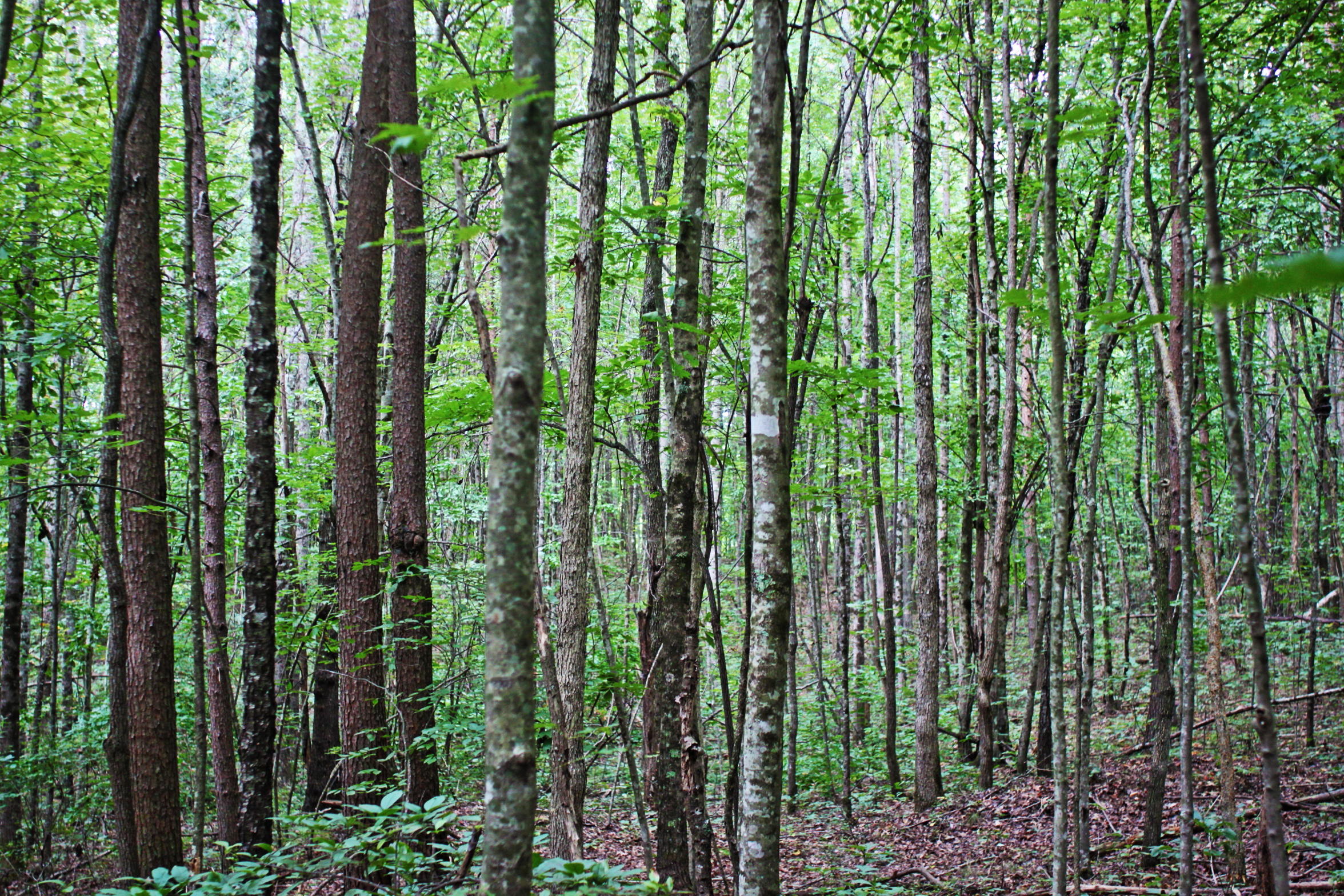 Lot View