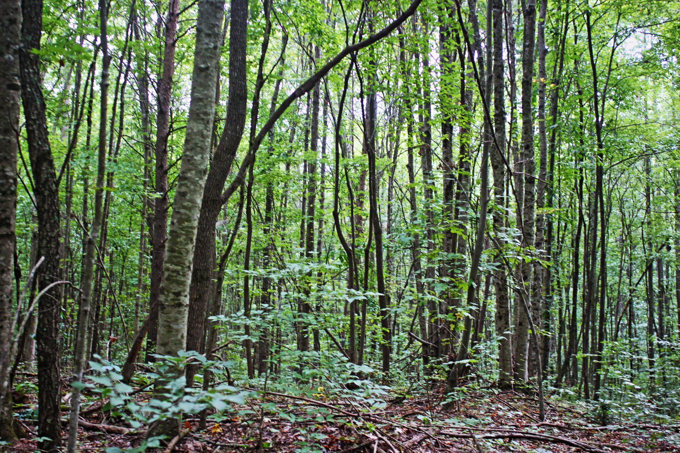 13-acres Gouldstown Road Jamestown, TN 38556 - Photo 8 of 10 Lot View