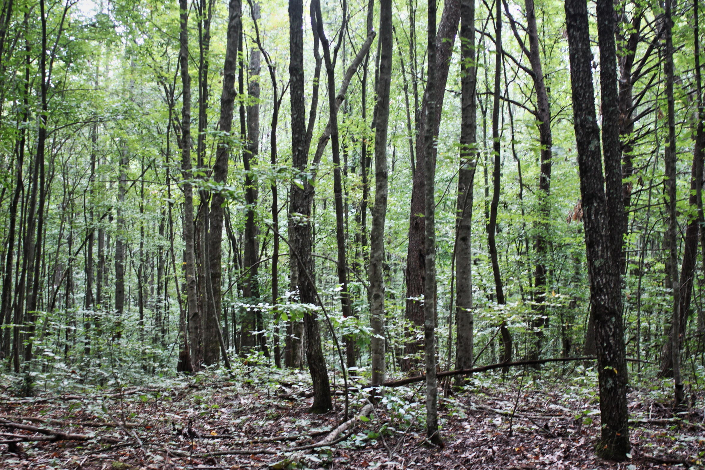 13-acres Gouldstown Road Jamestown, TN 38556 - Photo 9 of 10 Lot View