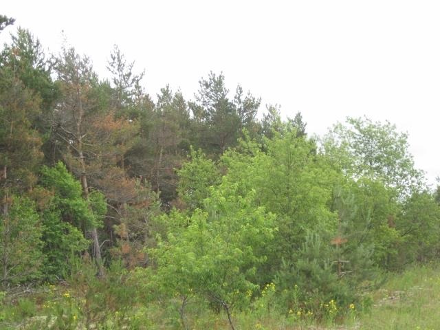 117 County Line Road Northeast Mancelona, MI 49659 - Photo 24 of 27 1787192-23.JPG