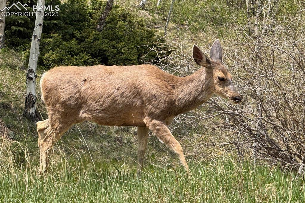 416 Willow Road Divide, CO 80814 - Photo 13 of 13 Local wildlife sightings