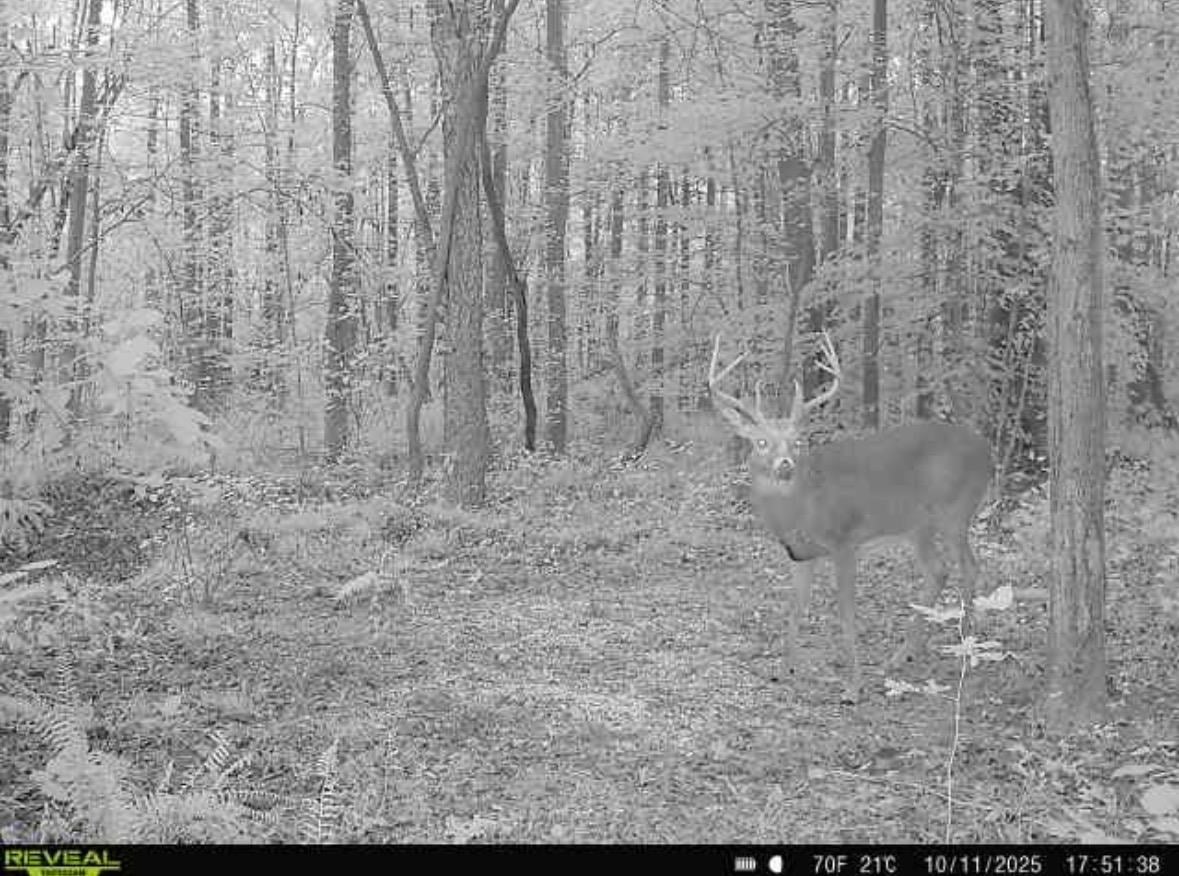0 Ashby Road Centertown, KY 42328 - Photo 25 of 28 Gallery Image 25