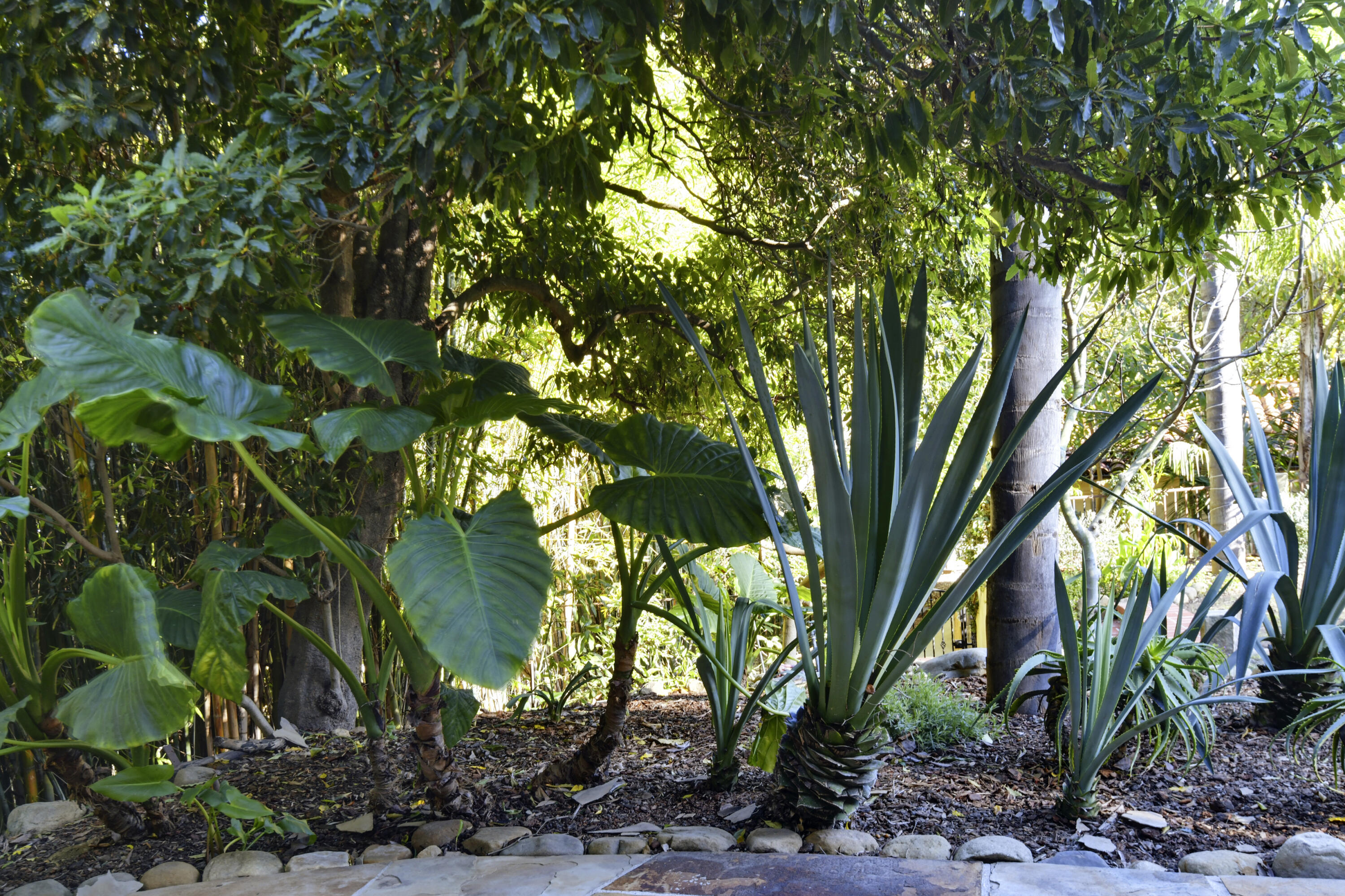 1493 Sycamore Canyon Road Santa Barbara, CA 93108 - Photo 69 of 78 Plants