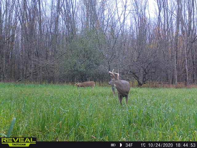 Beyer Road Road Free Soil, MI 49411 - Photo 11 of 46
