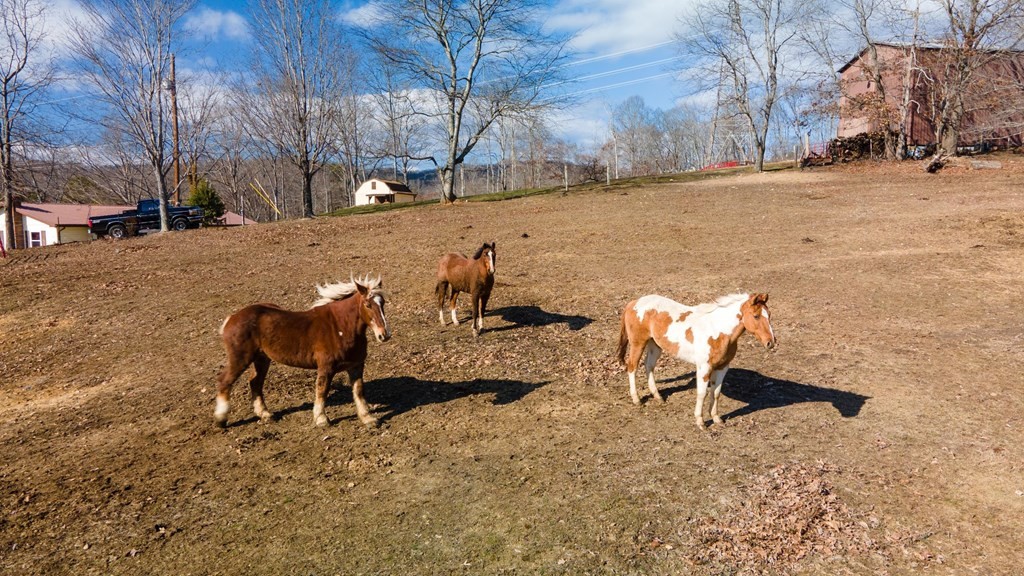 462 Cross Road Bean Station, TN 37708 - Photo 63 of 63 Gallery Image 63