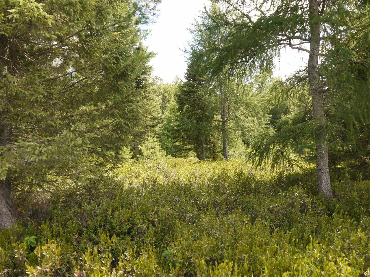 Near Oak Lane Eagle River, WI 54521 - Photo 8 of 28 Gallery Image 8
