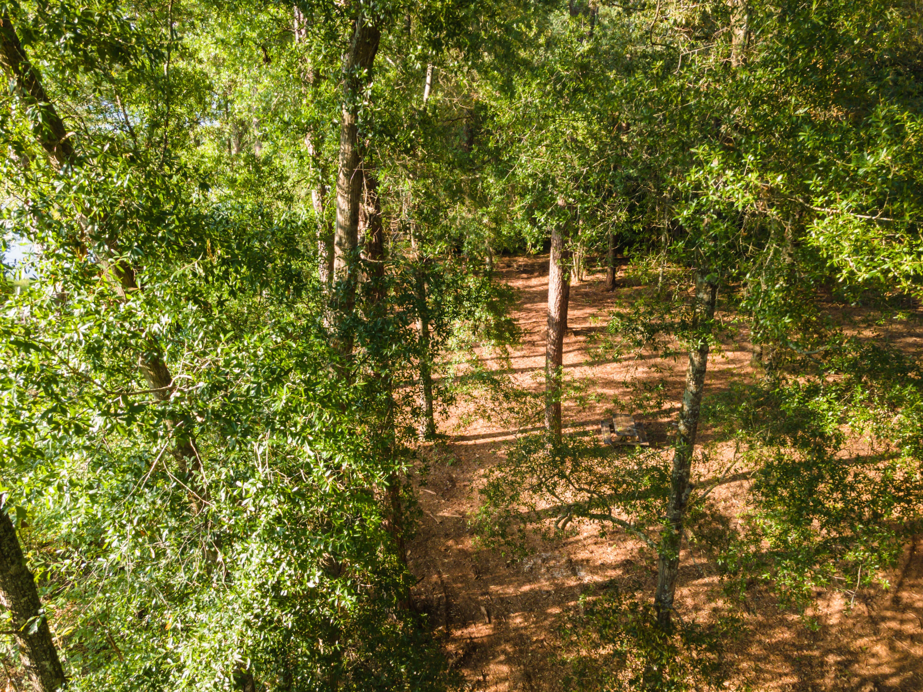Tbd Edisto Lake Road, Unit 39 Wagener, SC 29164 - Photo 22 of 39 Gallery Image 22