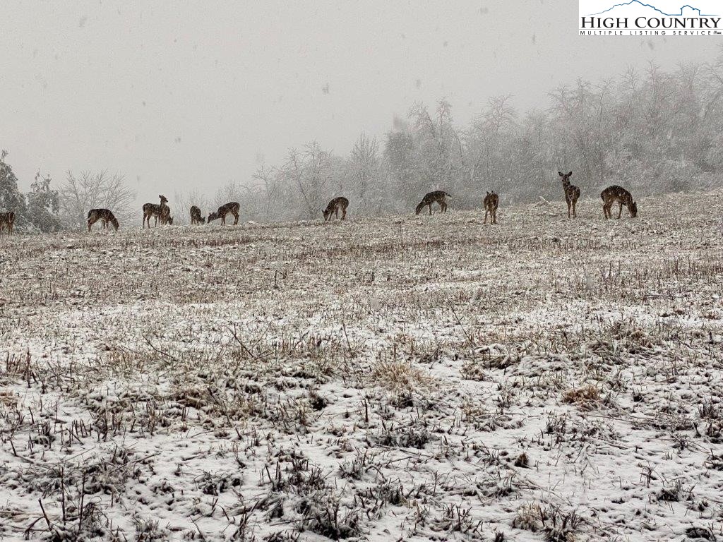 Lot 8 Ridgewood Drive Sparta, NC 28675 - Photo 7 of 7 a view of a bunch of trees in a field