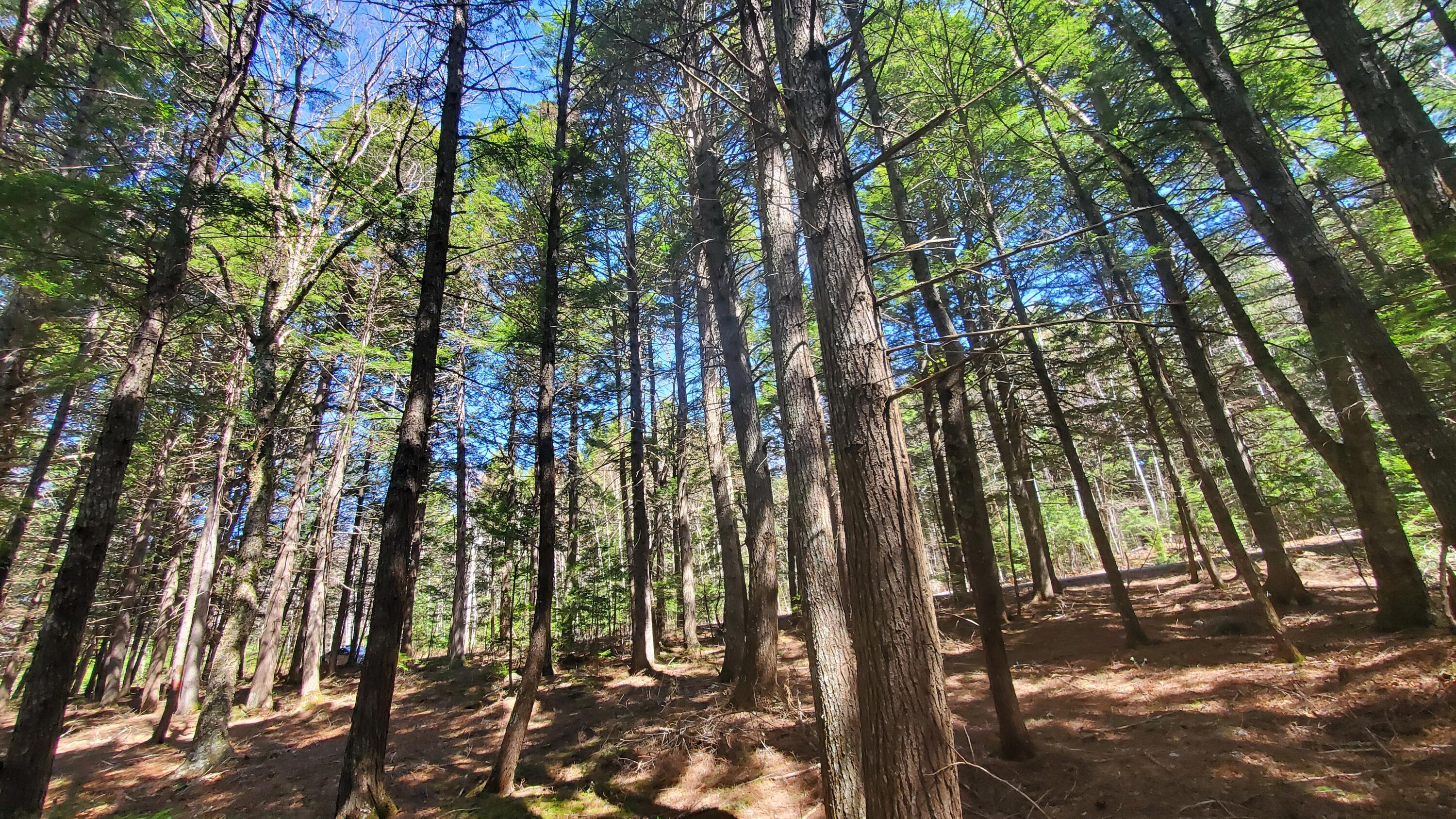 307 Lakeville Shores Road Lakeville, ME 04487 - Photo 22 of 39 20250430_113518