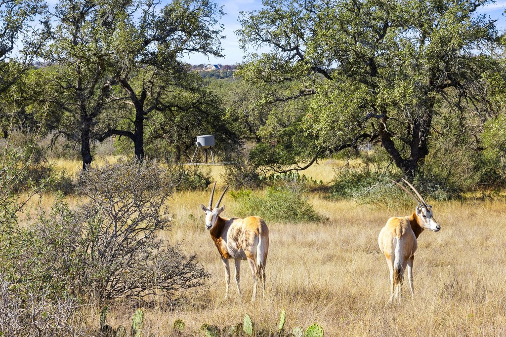 1292 Upper Turtle Creek Road Kerrville, TX 78028 - Photo 40 of 40 Oryx