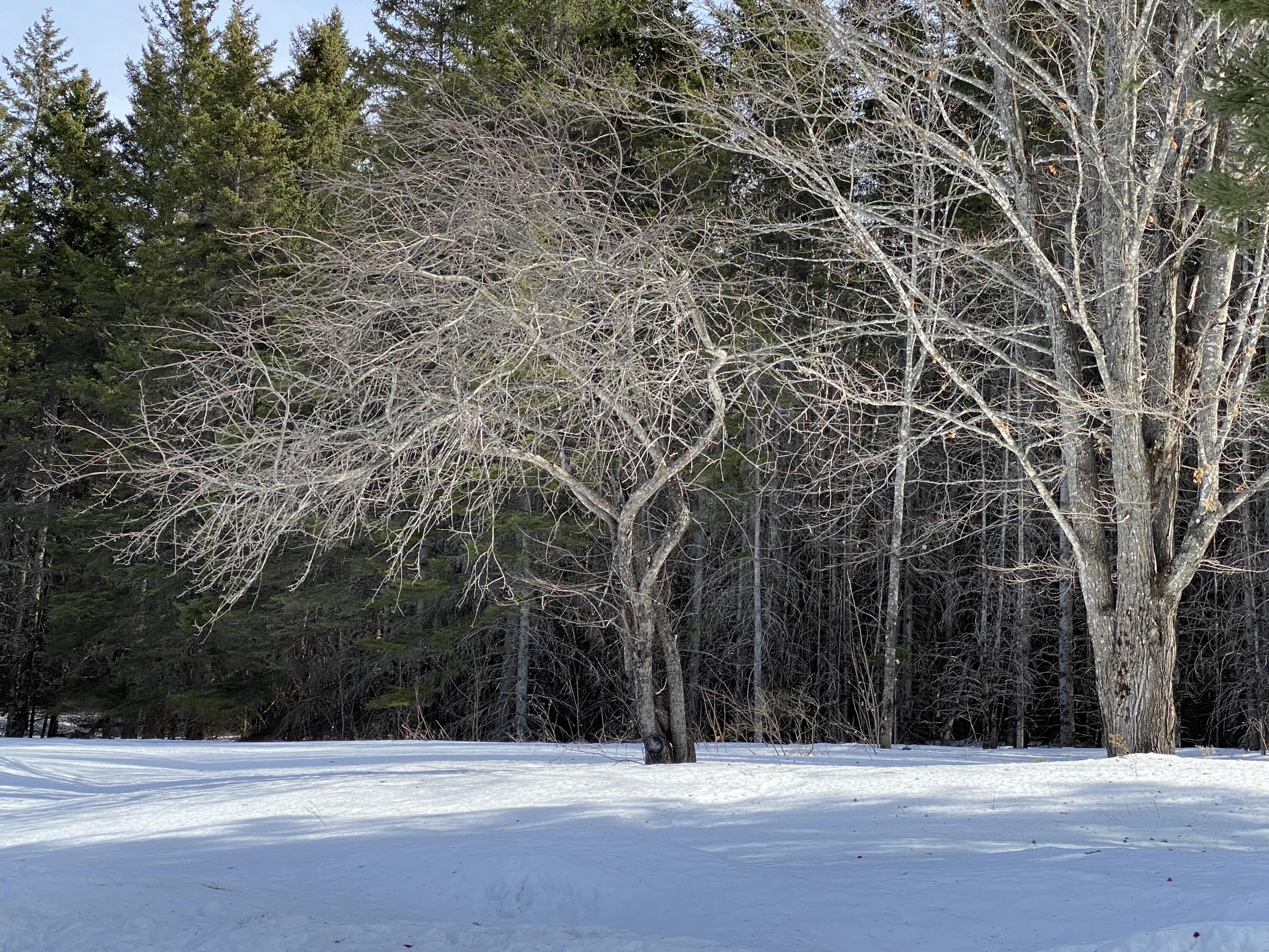 1123 W Road New Sweden, ME 04762 - Photo 28 of 61 1123 West Rd New Sweden 3-17-2021 (74)